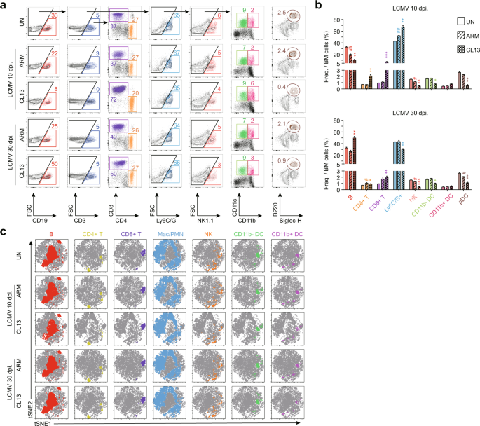 Fig. 2: Lineage-differentiated mature cell populations in the BM are altered upon chronic LCMV CL13 infection.