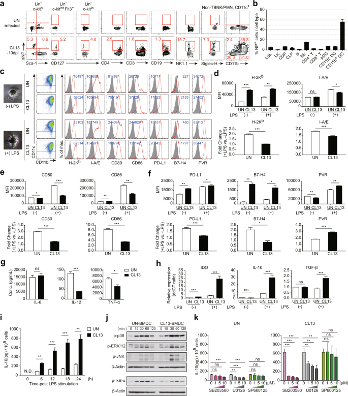 Fig. 3: CD11b+ myeloid DCs differentiated during chronic CL13 infection exhibit relatively weakly immunogenic phenotypes.