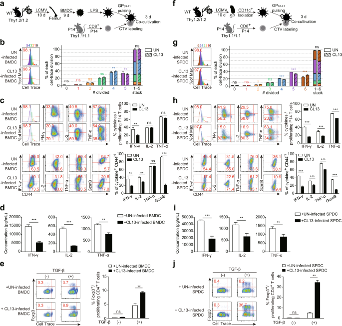 Fig. 4: LCMV CL13-infected DCs induce functionally defective CD8+ T cells and more Foxp3+ Treg cells.