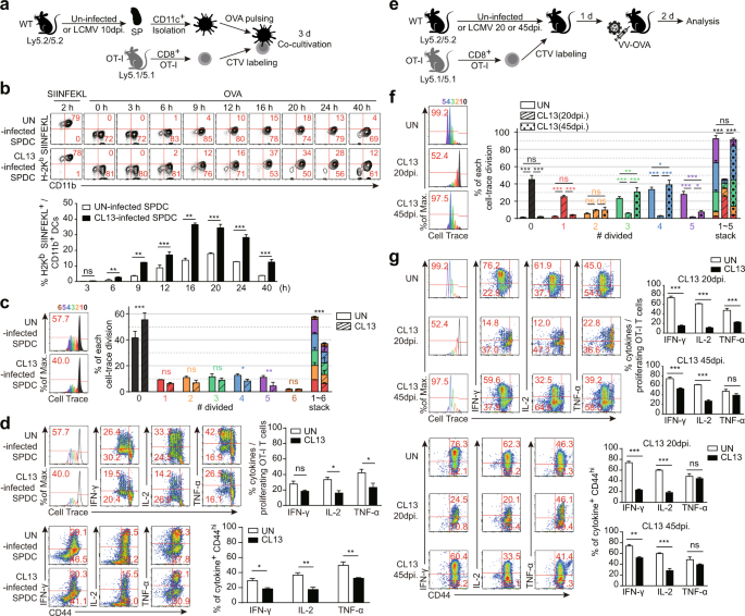 Fig. 5: LCMV CL13-infected CD11b/c+ DCs cannot prime functional OT-I T cells specific for the antigens of additional infecting pathogens.