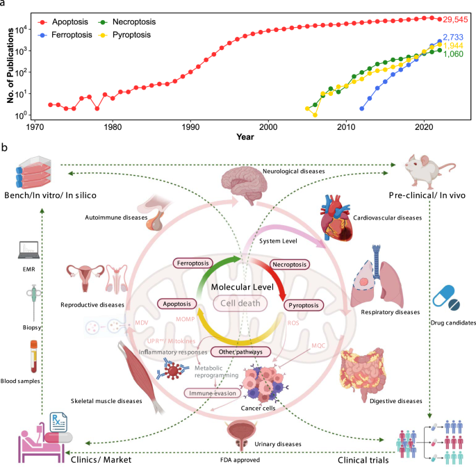 Fig. 1: Overview of mitochondrion-associated programmed cell death and human diseases.