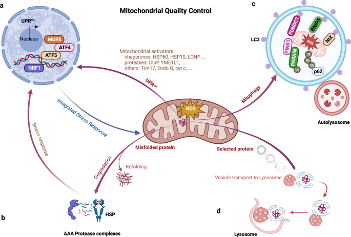 Fig. 3: Pathways of mitochondrial quality control.