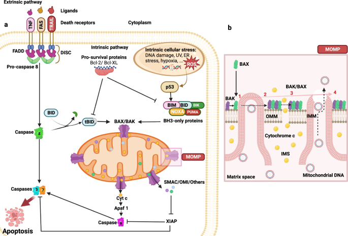 Fig. 4: Apoptotic signaling pathways.