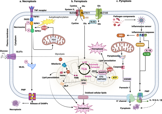 Fig. 5: Mitochondria-associated nonapoptotic cell death.