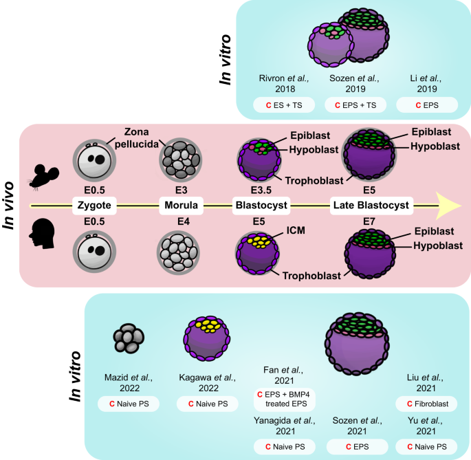 research on animals stem cell figure 2