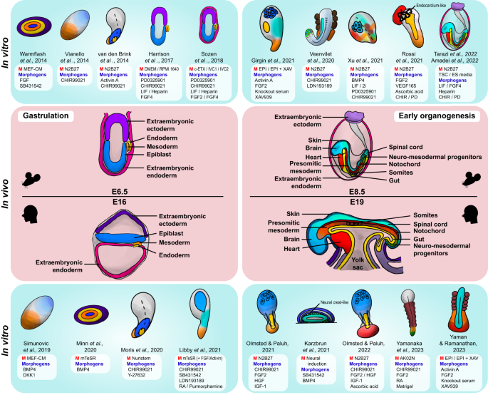 research on animals stem cell figure 3