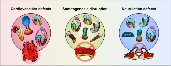 research on animals stem cell figure 4