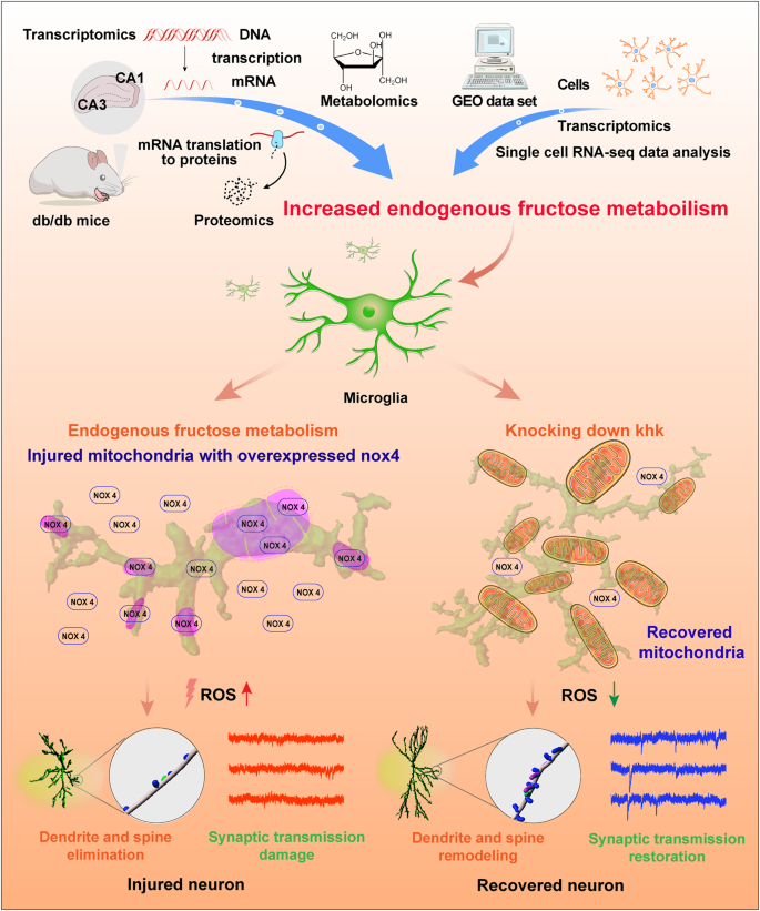 Ketohexokinase-dependent metabolism of cerebral endogenous fructose in  microglia drives diabetes-associated cognitive dysfunction | Experimental &  Molecular Medicine