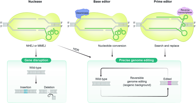 Revolutionizing Genetic Research With Crispr-Cas Technology 2 Crispr-cas toolkits