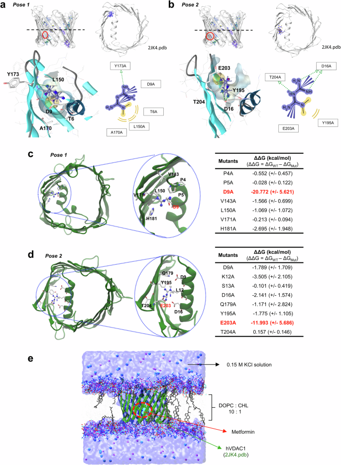 The anticancer effect of metformin targets VDAC1 via ER-mitochondria ...