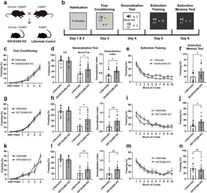 Fig. 1: Deletion of ErbB4 in inhibitory neurons, especially SST neurons, affects the expression of learned fear.