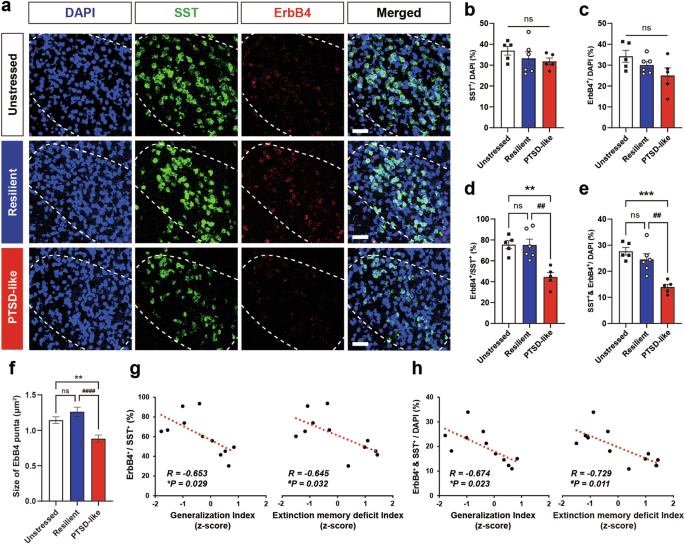 Fig. 4: PTSD-like fear responses are inversely correlated with ErbB4 expression in CeLSST neurons.