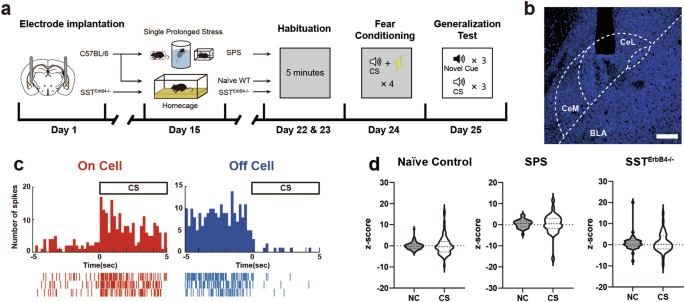 Fig. 5: Bimodal activity of CeL neurons in response to the CS and novel cues.