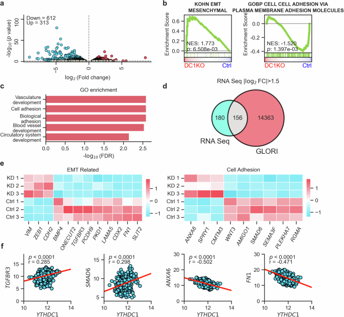 Fig. 4: Transcriptomic analysis revealed enrichment of metastasis-related functions in YTHDC1-depleted urothelial cells.