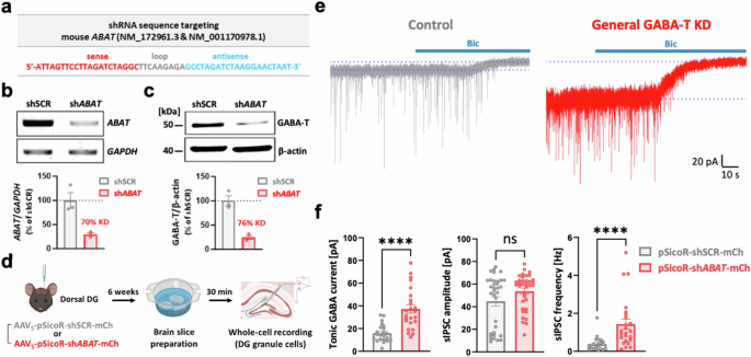Fig. 1: Non-cell-type-specific suppression of GABA-T enhances both phasic and tonic inhibition in dentate GCs.