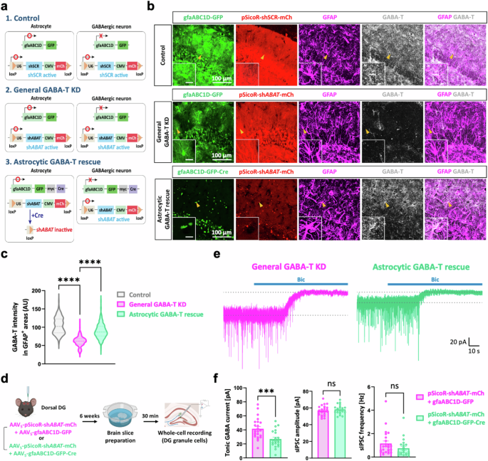 Fig. 3: Astrocytic GABA-T selectively modulates tonic inhibition but not phasic inhibition in dentate GCs.