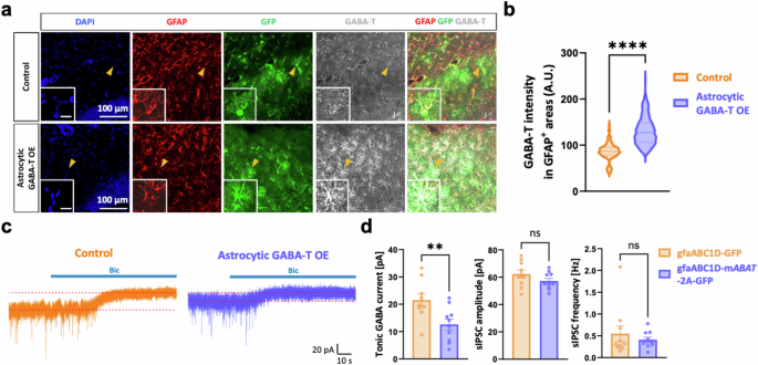 Fig. 4: Astrocytic GABA-T overexpression is sufficient to increase GABA clearance and reduce tonic inhibition in dentate GCs.
