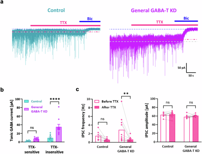 Fig. 5: Enhanced tonic inhibition due to GABA-T suppression is not driven primarily by synaptic GABA spillover in dentate GCs.
