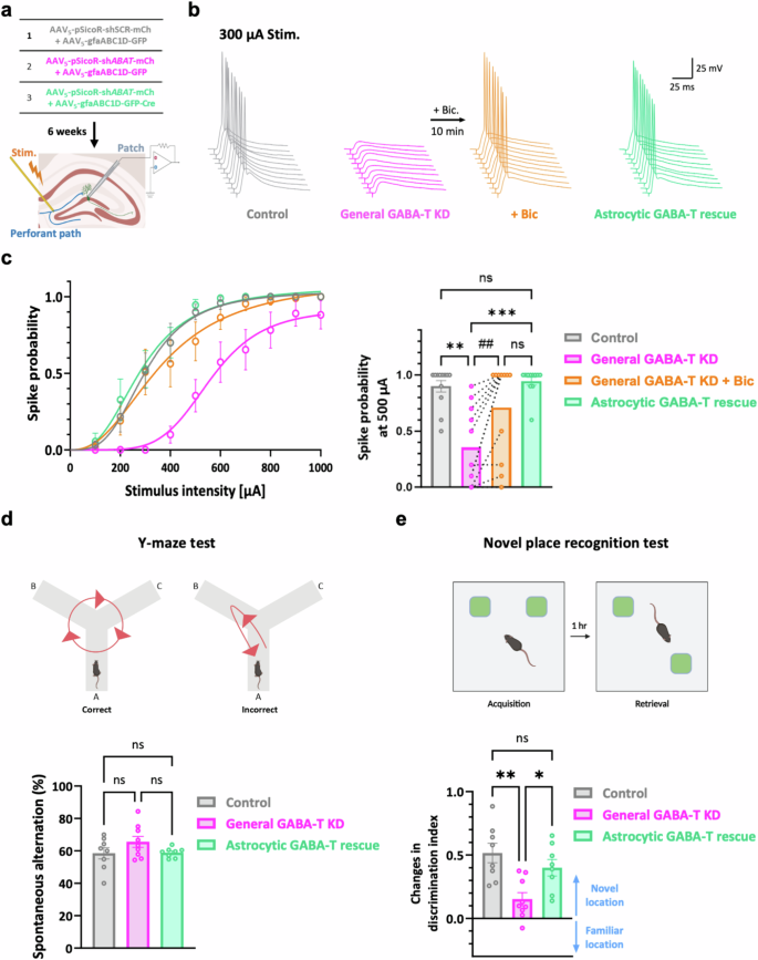 Fig. 6: Sole suppression of astrocytic GABA-T adequately diminishes both the excitability of dentate GCs and hippocampal spatial long-term memory.