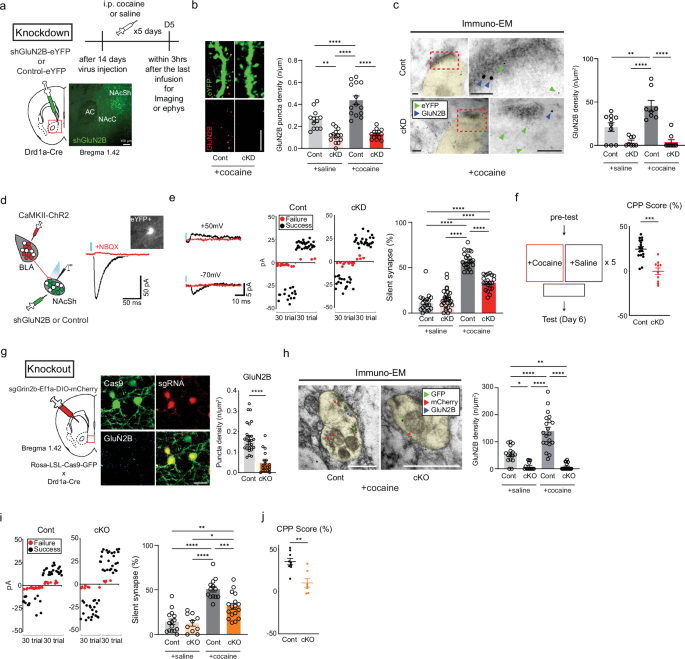 Fig. 1: GluN2B is necessary for cocaine-induced silent synapses and addiction memory.
