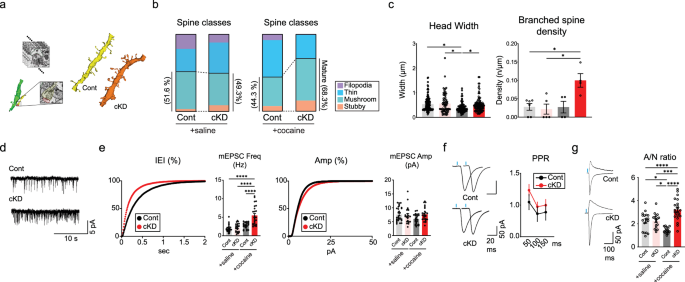 Fig. 2: The structural and functional maturation of synapses is accelerated by GluN2B depletion.