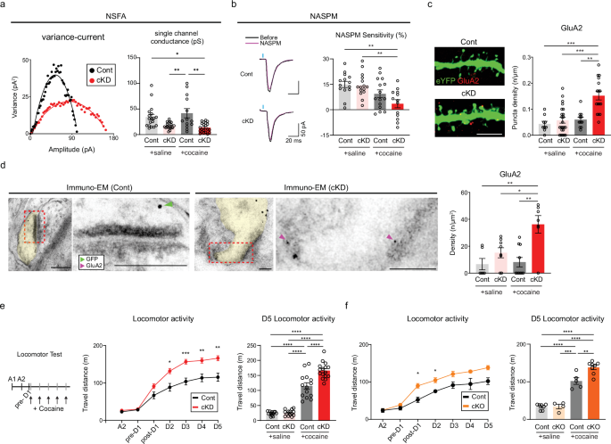 Fig. 3: GluN2B ablation facilitates the recruitment of GluA2-AMPARs.