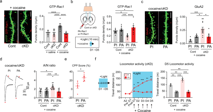 Fig. 5: Rac1 controls the trafficking of GluA2-AMPARs.
