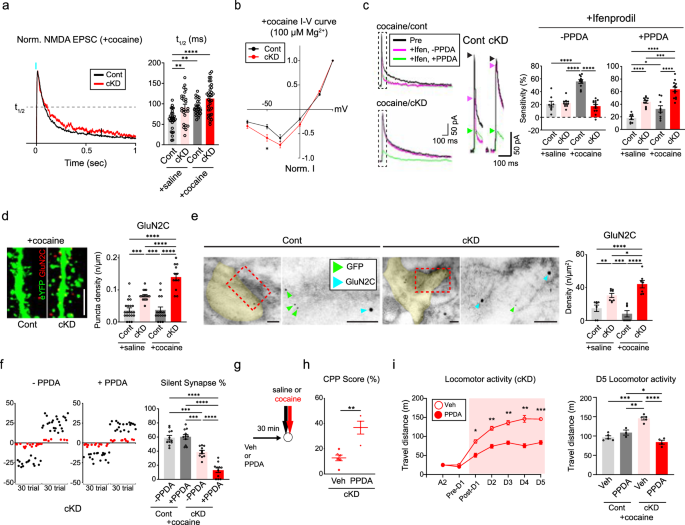 Fig. 6: Homeostatic enrichment of GluN2C-NMDARs in the absence of GluN2B.