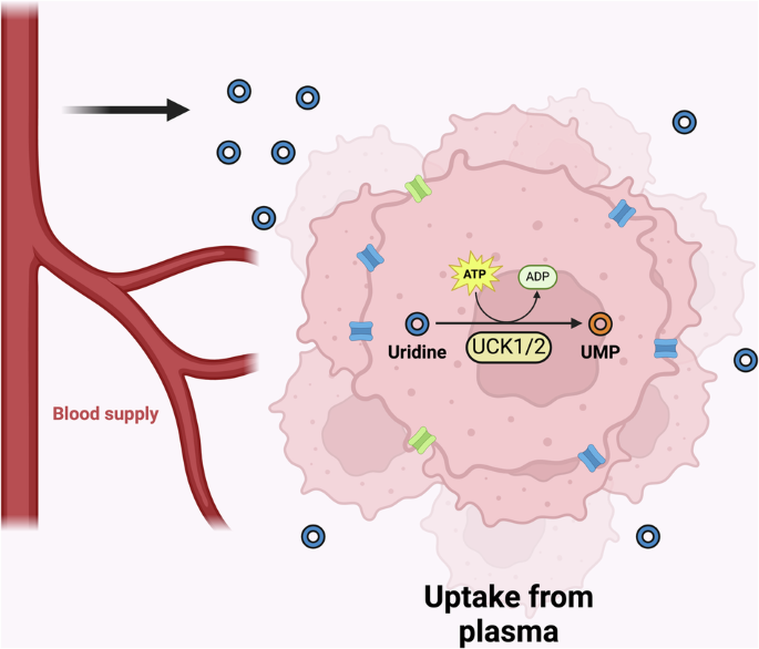 Fig. 3: Uridine taken up from plasma can be converted to UMP via UCKs.