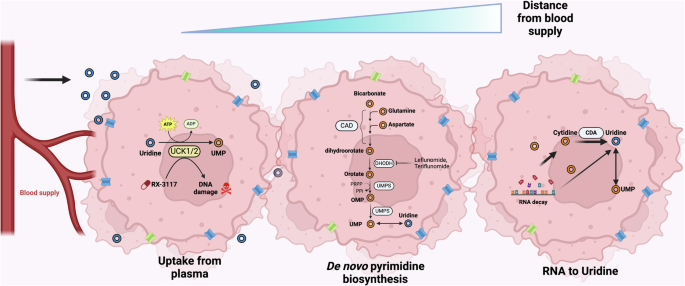 Fig. 6: Predicted model for uridine uptake mechanism according to distance from blood supply.