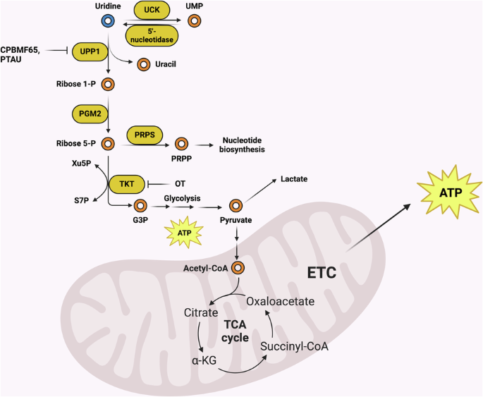 Fig. 7: Uridine catabolism can contribute to central carbon metabolism and the TCA cycle.