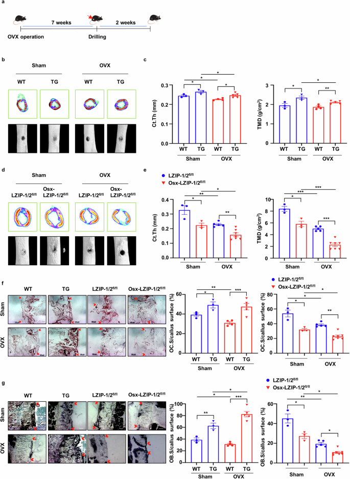 Fig. 3: sLZIP induces bone fracture healing and regulates bone remodeling in osteoporosis.