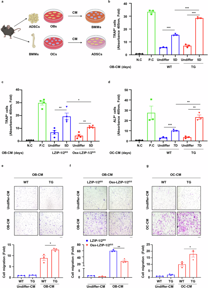 Fig. 4: sLZIP functions as a modulator of the crosstalk between OBs and OCs.