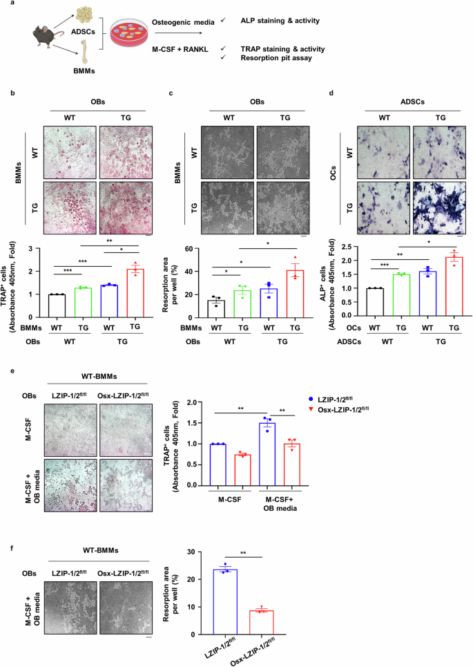 Fig. 5: sLZIP modulates bone remodeling by regulating the crosstalk between OBs and OCs.