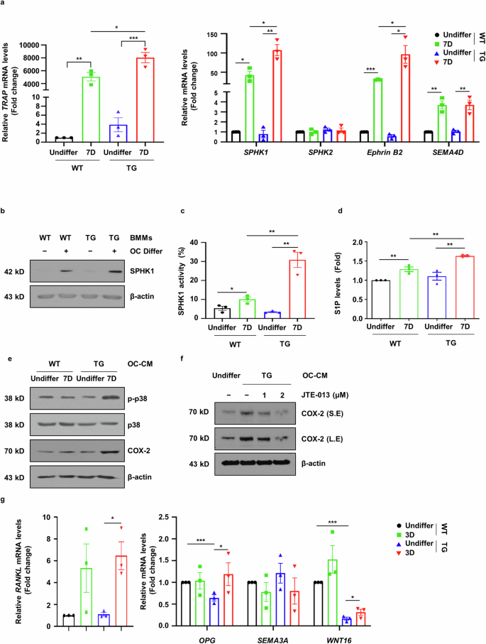 Fig. 6: sLZIP regulates the crosstalk between OBs and OCs by inducing coupling factors.