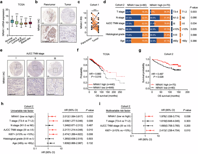 Fig. 1: NR4A1 has a tumor-suppressive role in BC progression.