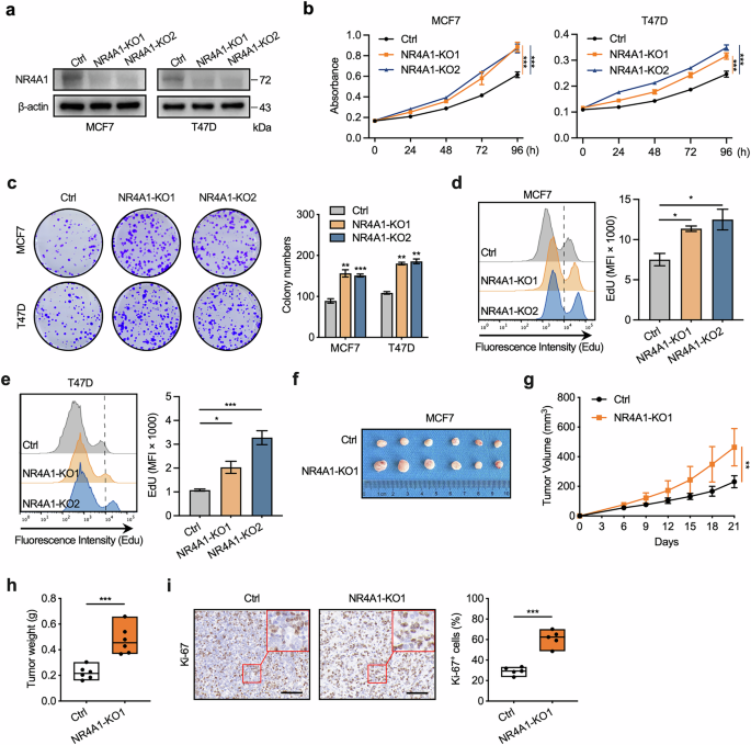 Fig. 2: NR4A1 deficiency promotes the proliferation of BC cells.