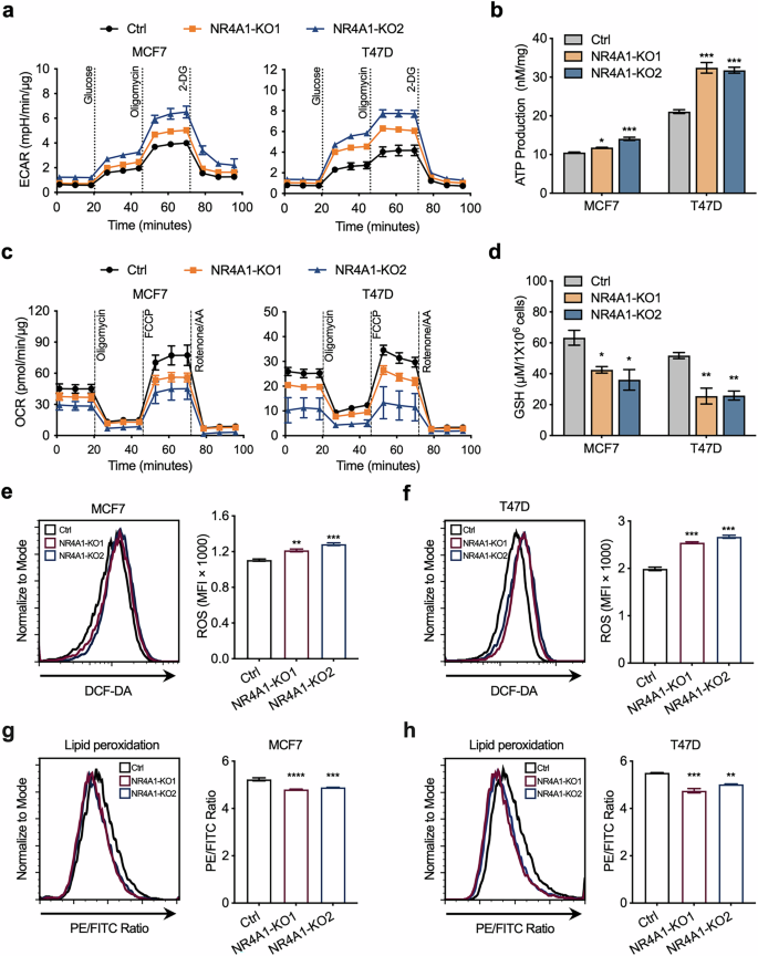 Fig. 4: Suppression of NR4A1 exacerbates the redox balance disruption.