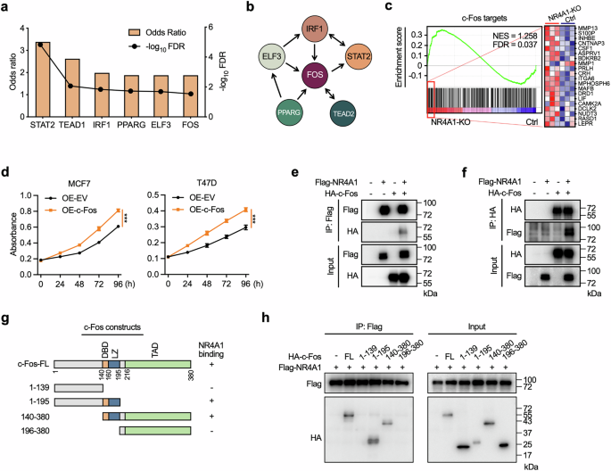 Fig. 5: NR4A1–c-Fos interaction affects the transcriptional activity of c-Fos.