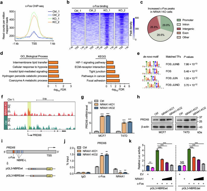 Fig. 6: NR4A1 competitively inhibits c-Fos binding to targeted genes in BC cells.