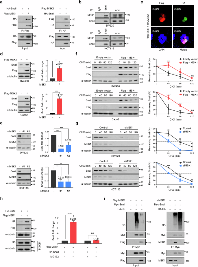 Fig. 2: MSK1 increases Snail protein stability by suppressing ubiquitination-dependent Snail degradation.