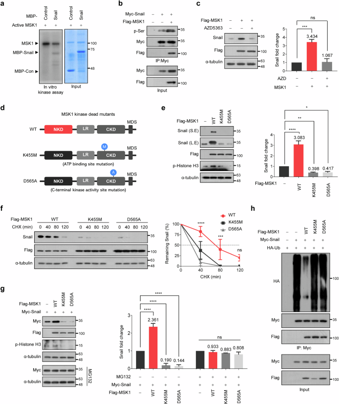 Fig. 3: MSK1 kinase activity is essential to increase the stability of Snail protein.