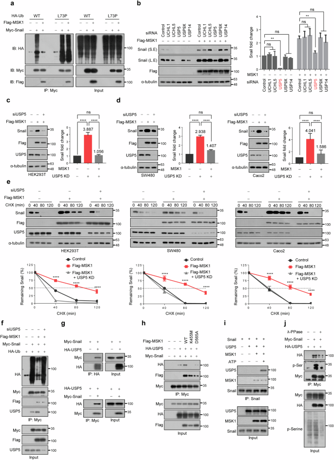 Fig. 6: USP5 is essential for the MSK1-induced increase in the stability of Snail protein.