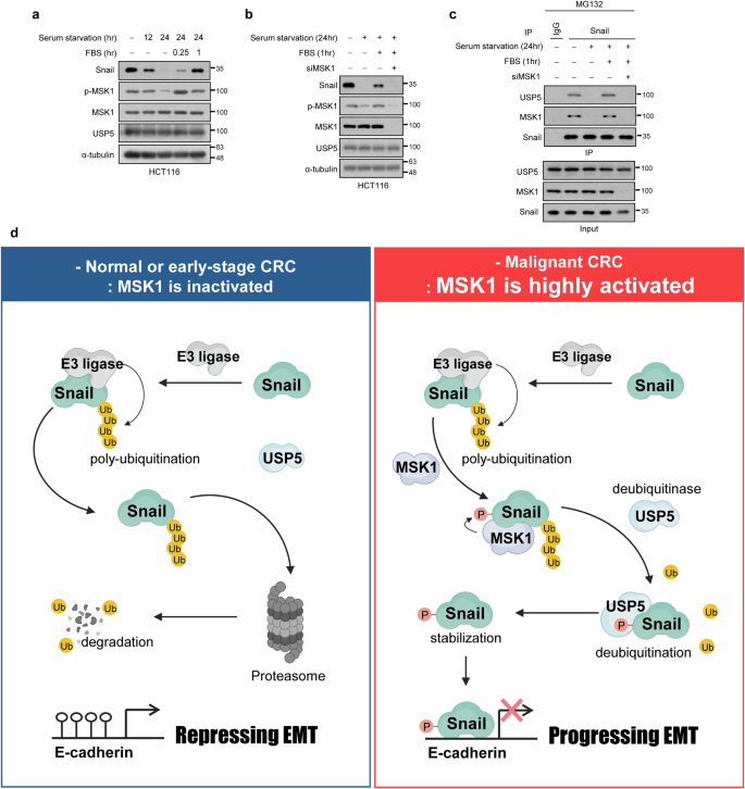 Fig. 7: MSK1 regulates Snail protein expression and its interaction with USP5 under physiological conditions.