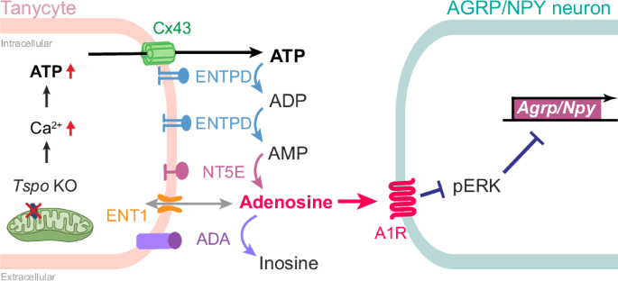 Adenosine transmission from hypothalamic tanycytes to AGRP/NPY neurons ...