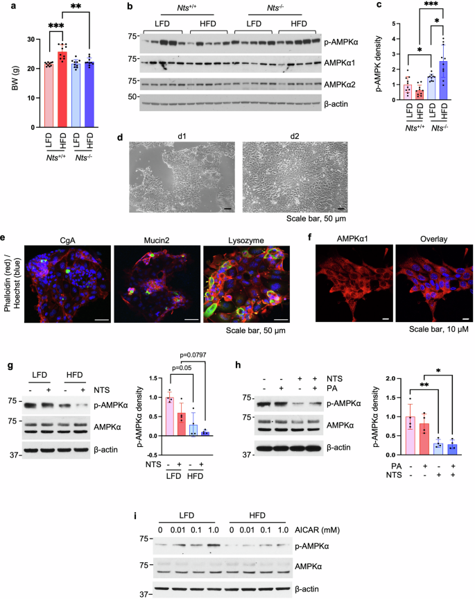 Fig. 2: NTS deficiency reverses HFD-inhibited p-AMPK expression.