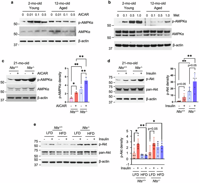Fig. 3: NTS deficiency improves AMPK and insulin signaling associated with aging and HFD feeding.