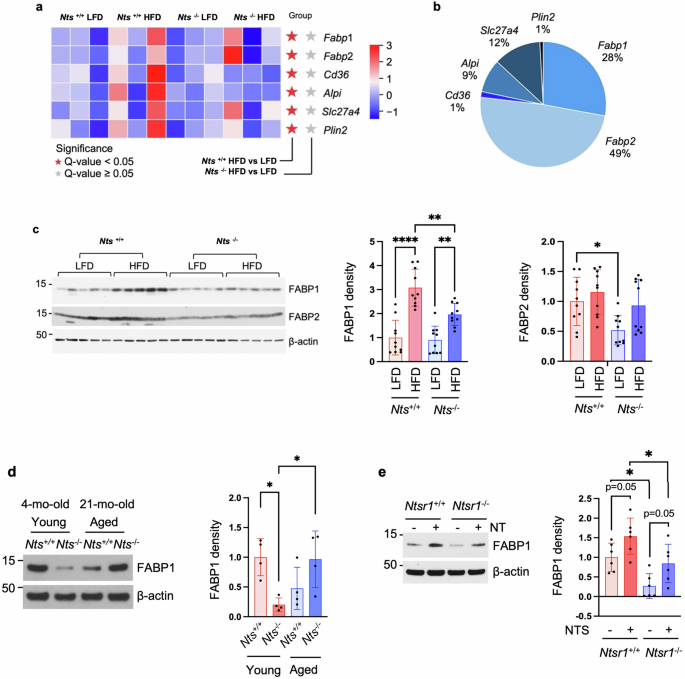 Fig. 4: NTS deficiency reverses abnormal FABP1 expression induced by HFD feeding and aging.