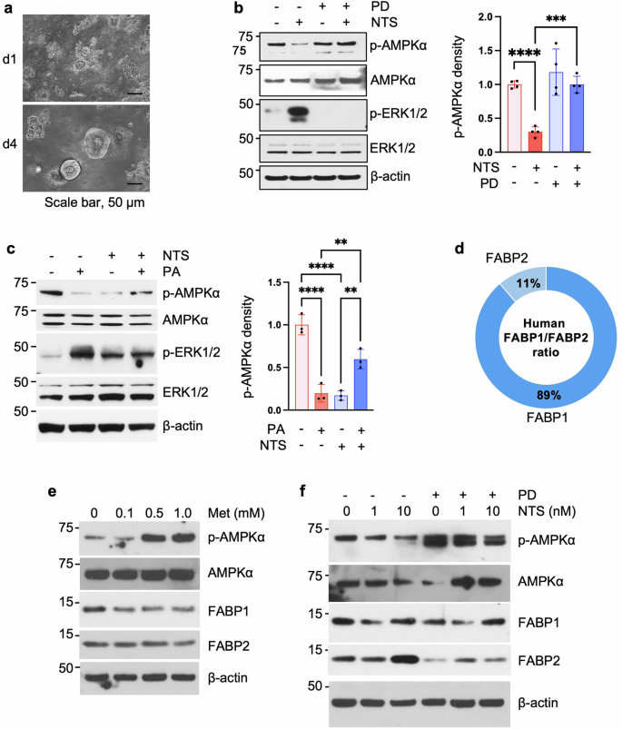 Fig. 6: Regulation of NT on AMPK expression in human IEC organoids.