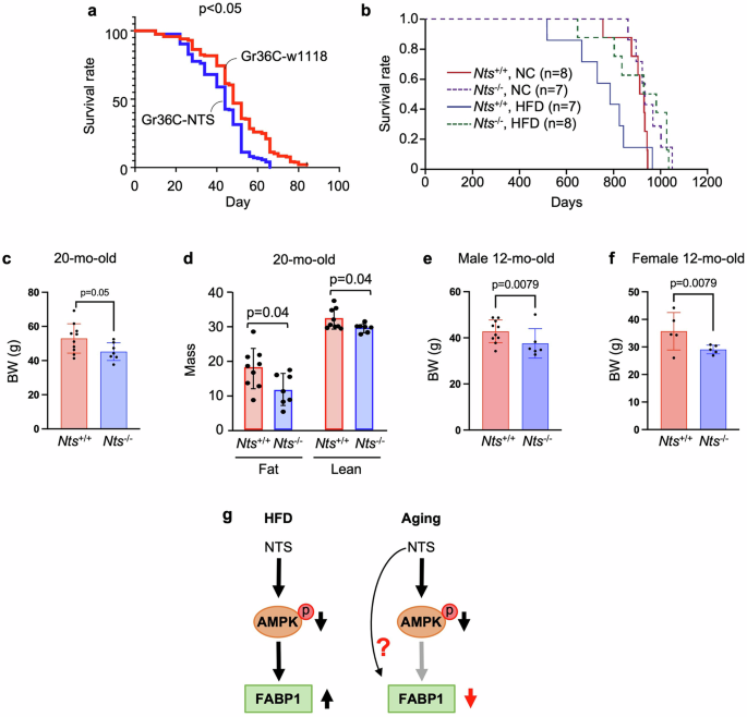 Fig. 7: NTS negatively alters lifespan in Drosophila and mice.